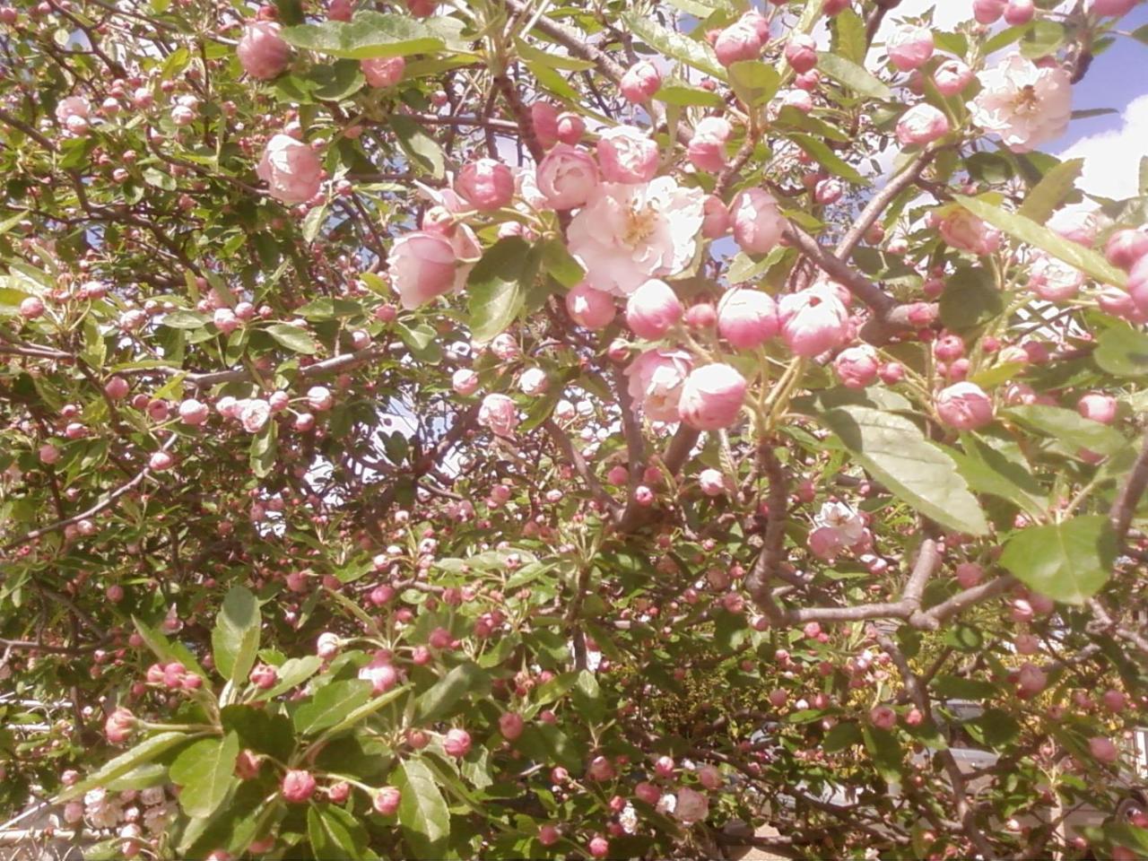 Dalfruin B&B Bairnsdale Bagian luar foto
